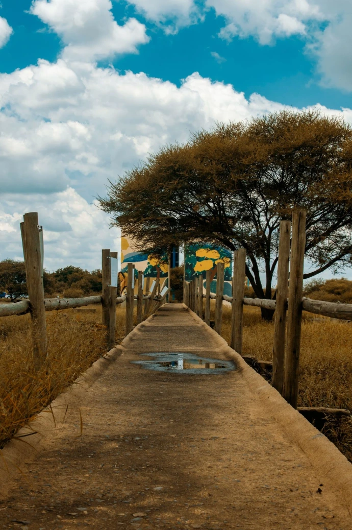 gray concrete pathway between brown trees under white clouds and blue sky during daytime